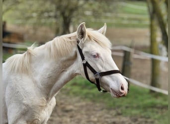 PRE, Stallion, 1 year, 13.2 hh, Perlino