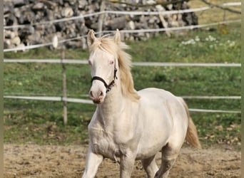 PRE, Stallion, 1 year, 13.2 hh, Perlino
