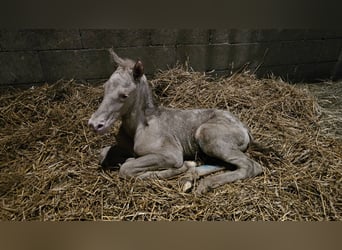 PRE, Stallion, 1 year, 13.2 hh, Perlino