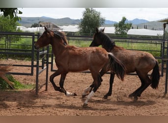 PRE Mix, Stallion, 1 year, 13.2 hh, Rabicano