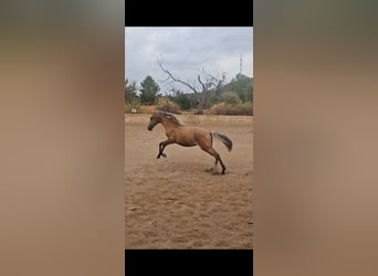 PRE Mix, Stallion, 1 year, 13,2 hh, Dun