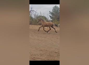 PRE Mix, Stallion, 1 year, 13,2 hh, Dun