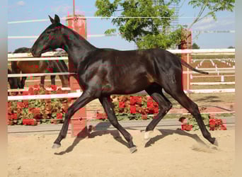 PRE, Stallion, 1 year, 13,3 hh