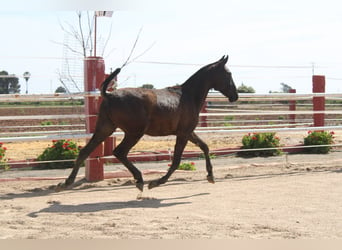 PRE, Stallion, 1 year, 14,1 hh, Black