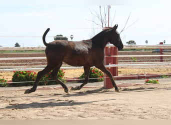 PRE, Stallion, 1 year, 14,1 hh, Black