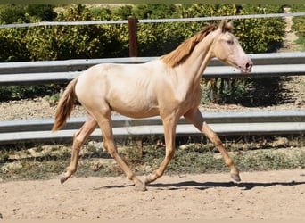 PRE, Hengst, 1 Jahr, 14,1 hh, Pearl