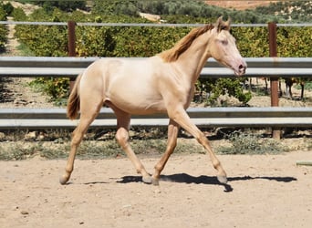 PRE, Hengst, 1 Jahr, 14,1 hh, Pearl