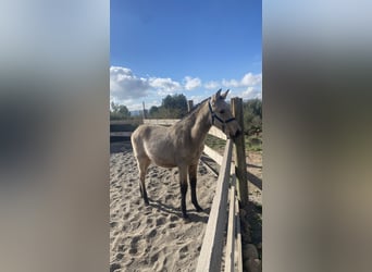 PRE, Stallion, 1 year, 14,2 hh, Dun