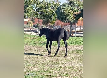 PRE, Stallion, 1 year, 14,2 hh, Gray-Dark-Tan