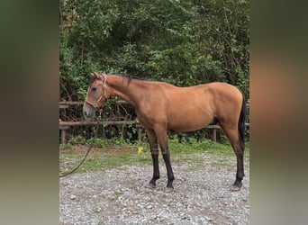 PRE, Stallion, 1 year, 14.2 hh, Grey