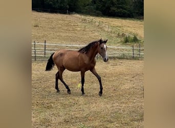 PRE, Stallion, 1 year, 14.2 hh, Grey