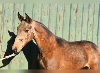 PRE Mix, Stallion, 1 year, 14 hh, Dun
