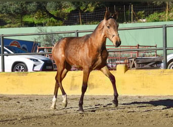 PRE Mix, Stallion, 1 year, 14 hh, Dun