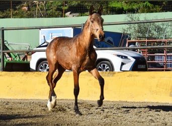 PRE Mix, Stallion, 1 year, 14 hh, Dun