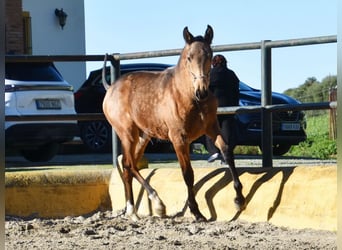 PRE Mix, Stallion, 1 year, 14 hh, Dun