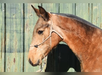 PRE Mix, Stallion, 1 year, 14 hh, Dun