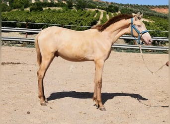 PRE, Stallion, 1 year, 14 hh, Pearl