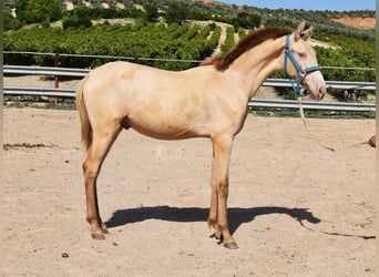PRE, Stallion, 1 year, 14 hh, Pearl