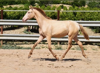 PRE, Stallion, 1 year, 14 hh, Pearl