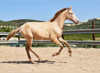 PRE, Stallion, 1 year, 14 hh, Pearl