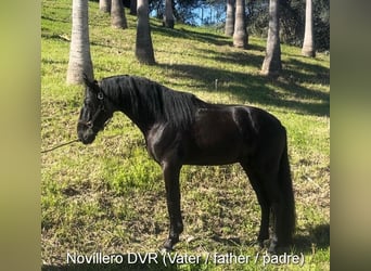 PRE Mix, Stallion, 1 year, 14,1 hh, Grey