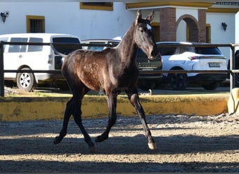 PRE Mix, Stallion, 1 year, 14,1 hh, Grey