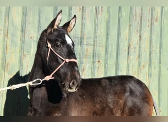 PRE Mix, Stallion, 1 year, 14,1 hh, Grey