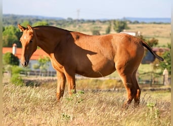 PRE Mix, Stallion, 1 year, 14,2 hh, Chestnut-Red