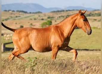 PRE Mix, Stallion, 1 year, 14,2 hh, Chestnut-Red