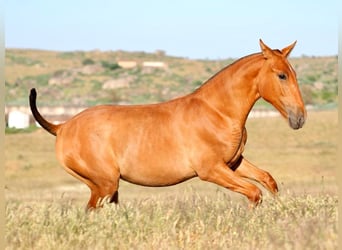 PRE Mix, Stallion, 1 year, 14,2 hh, Chestnut-Red
