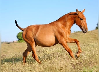 PRE Mix, Stallion, 1 year, 14,2 hh, Chestnut-Red