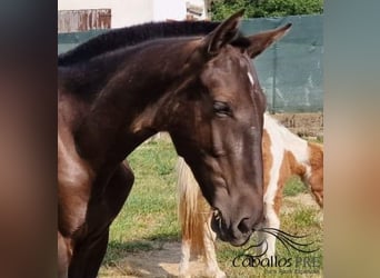 PRE, Stallion, 1 year, 14,2 hh