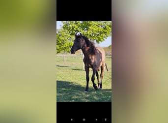 PRE Mix, Stallion, 1 year, 14,3 hh, Black