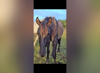 PRE Mix, Stallion, 1 year, 14,3 hh, Black