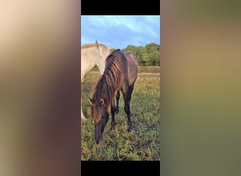 PRE Mix, Stallion, 1 year, 14,3 hh, Black