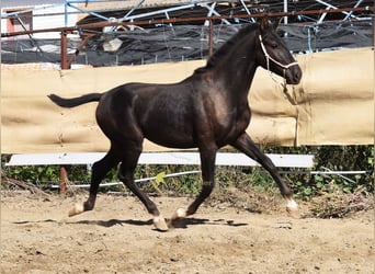 PRE, Stallion, 1 year, 15.1 hh, Black