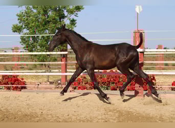 PRE, Stallion, 1 year, 15.1 hh