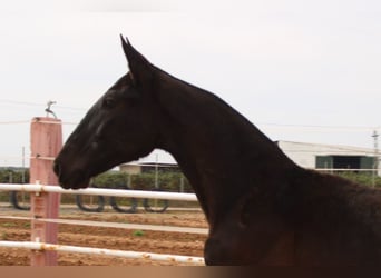 PRE, Stallion, 1 year, 15,1 hh