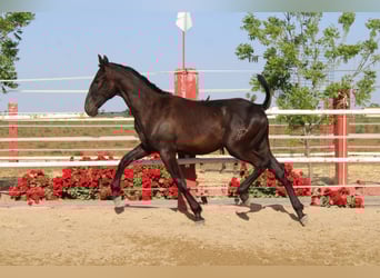 PRE, Stallion, 1 year, 15.1 hh