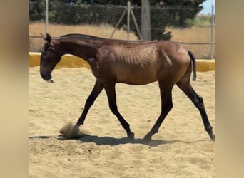 PRE, Stallion, 1 year, 15.1 hh, Grey