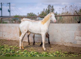 PRE, Stallion, 1 year, 15.1 hh, Perlino