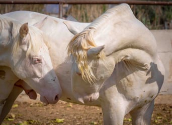 PRE Mix, Stallion, 1 year, 15.1 hh, Perlino