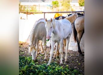 PRE Mix, Stallion, 1 year, 15.1 hh, Perlino