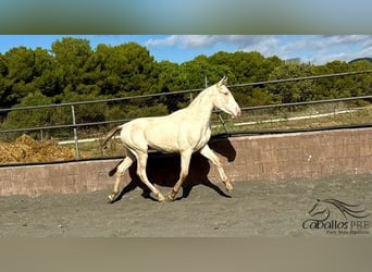 PRE, Stallion, 1 year, 15.1 hh, Perlino