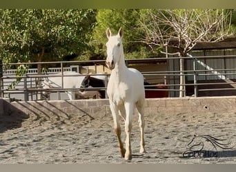 PRE, Stallion, 1 year, 15.1 hh, Perlino