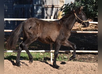 PRE, Stallion, 1 year, 15.2 hh, Black