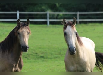 PRE, Stallion, 1 year, 15,2 hh, Brown Falb mold