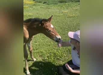 PRE, Stallion, 1 year, 15.2 hh, Brown