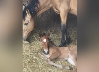 PRE, Stallion, 1 year, 15.2 hh, Brown