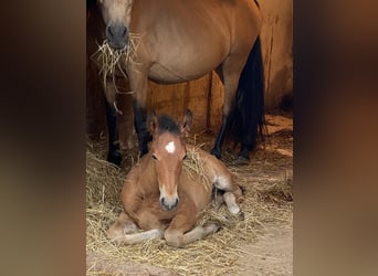 PRE, Stallion, 1 year, 15.2 hh, Brown